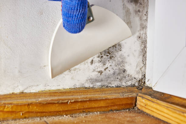 Best Dehumidification Services  in Sharonville, OH